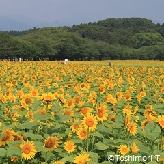 西都原古墳群の夏